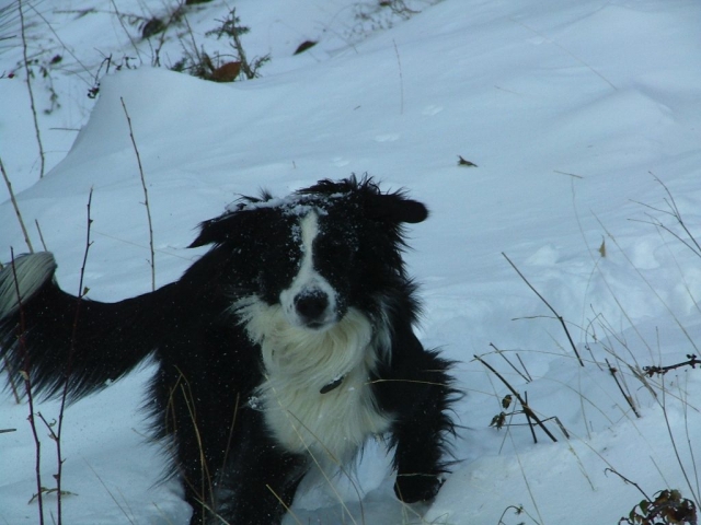 Border Collies