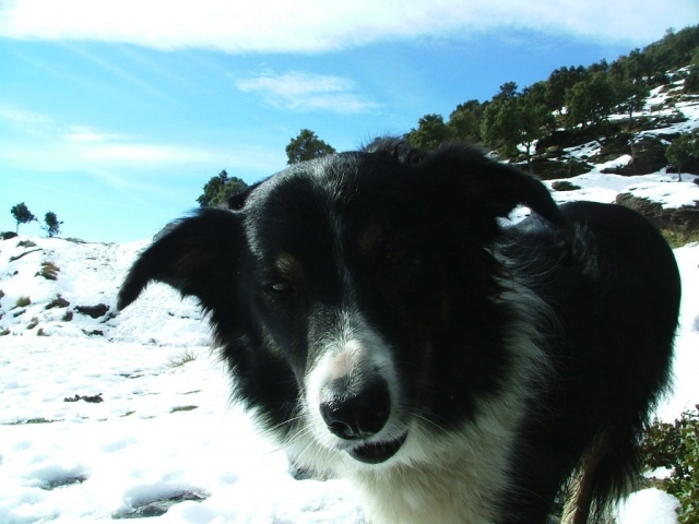 Border Collies