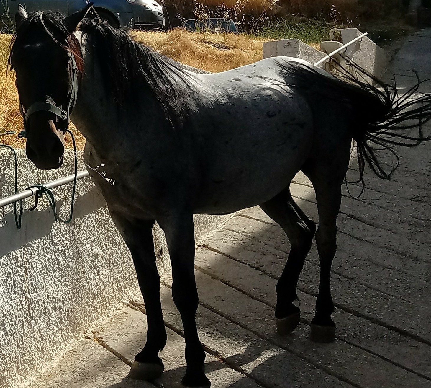 Extreme ironing Maggie Cusworth